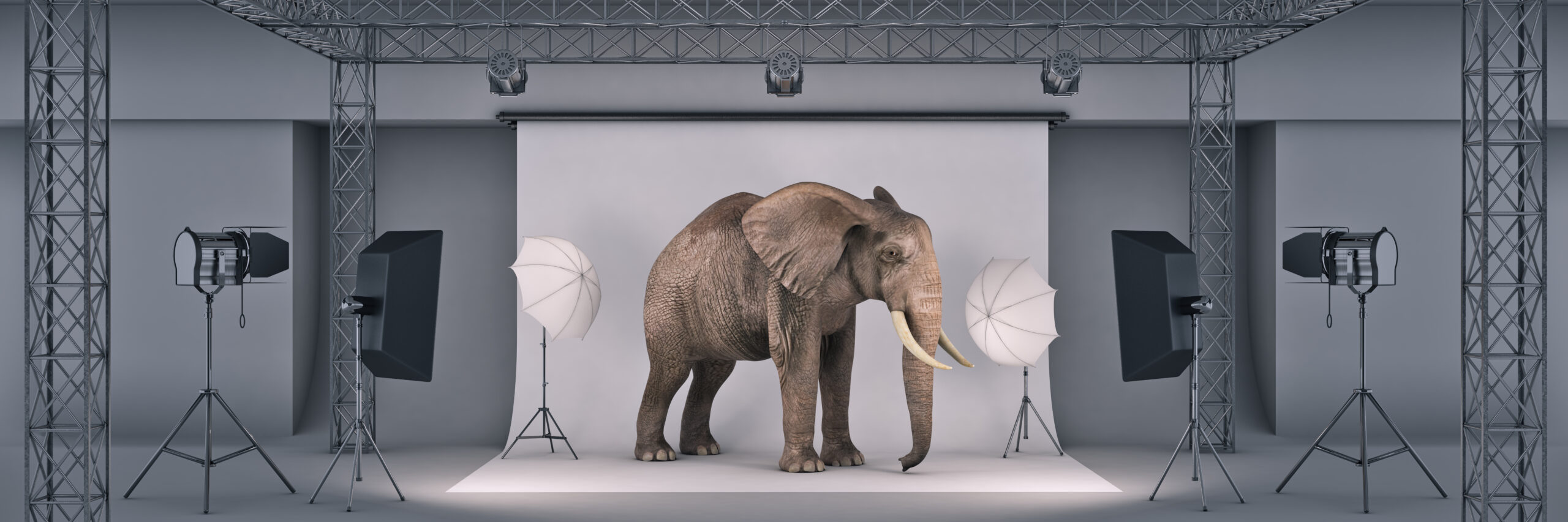 photo-studio-with-elephant-3d-rendering